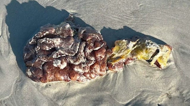 What is sea pork? Strange blob washes ashore on Florida's Space Coast