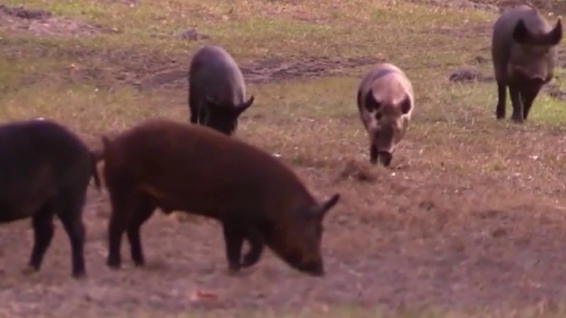 Over 50 feral hogs trapped in Edgewater: Neighborhood battle is far from over, officials say