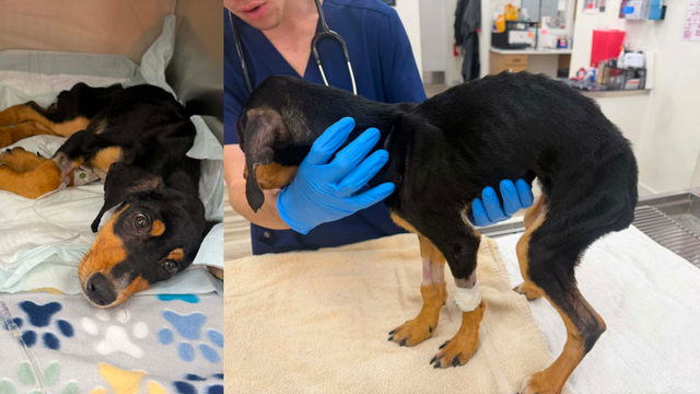 Puppy found in locked Palm Coast garage without food, water, light dies from organ failure: Deputies