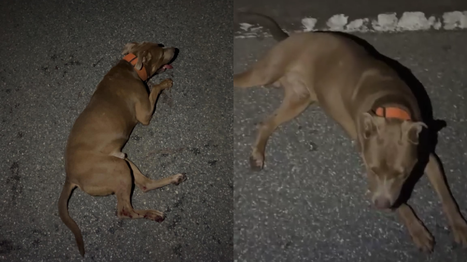 Florida deputy allegedly hit a dog in his patrol car; Brevard County sheriff launches investigation