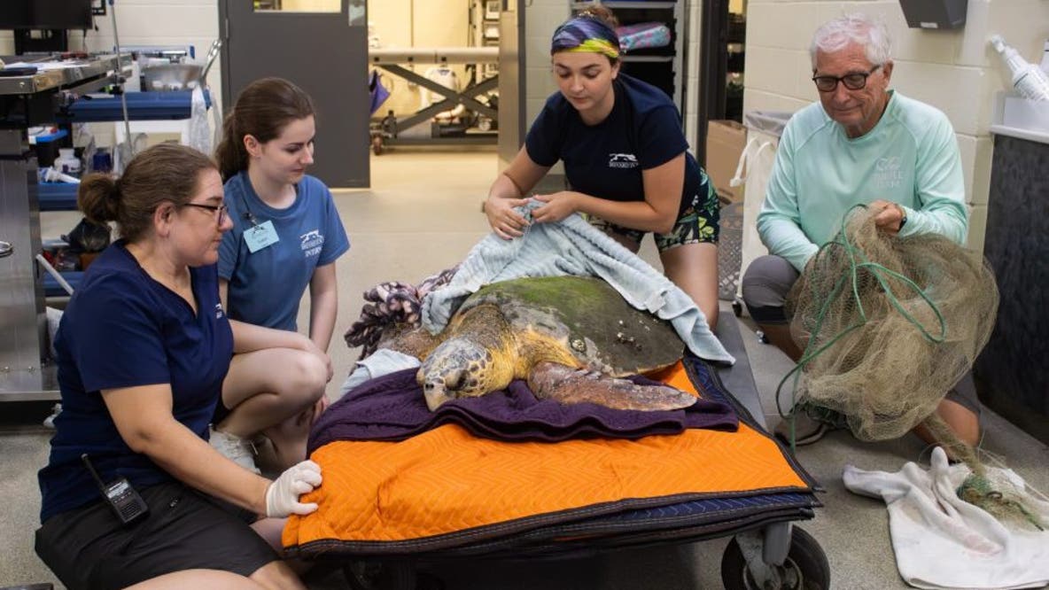 Abandoned fishing gear leads to deaths of 2 loggerhead sea turtles at Brevard Zoo, officials say
