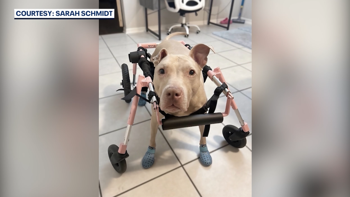 Rescue: New wheelchair donated to help Florida pit bull pup