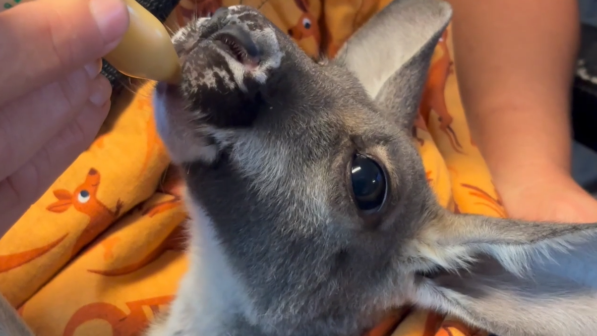 When a baby kangaroo broke its leg, the Brevard Zoo was there to help