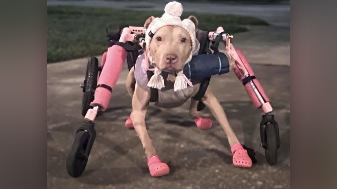 Dog with special needs and in hospice care has wheelchair stolen from Florida rescue: Police
