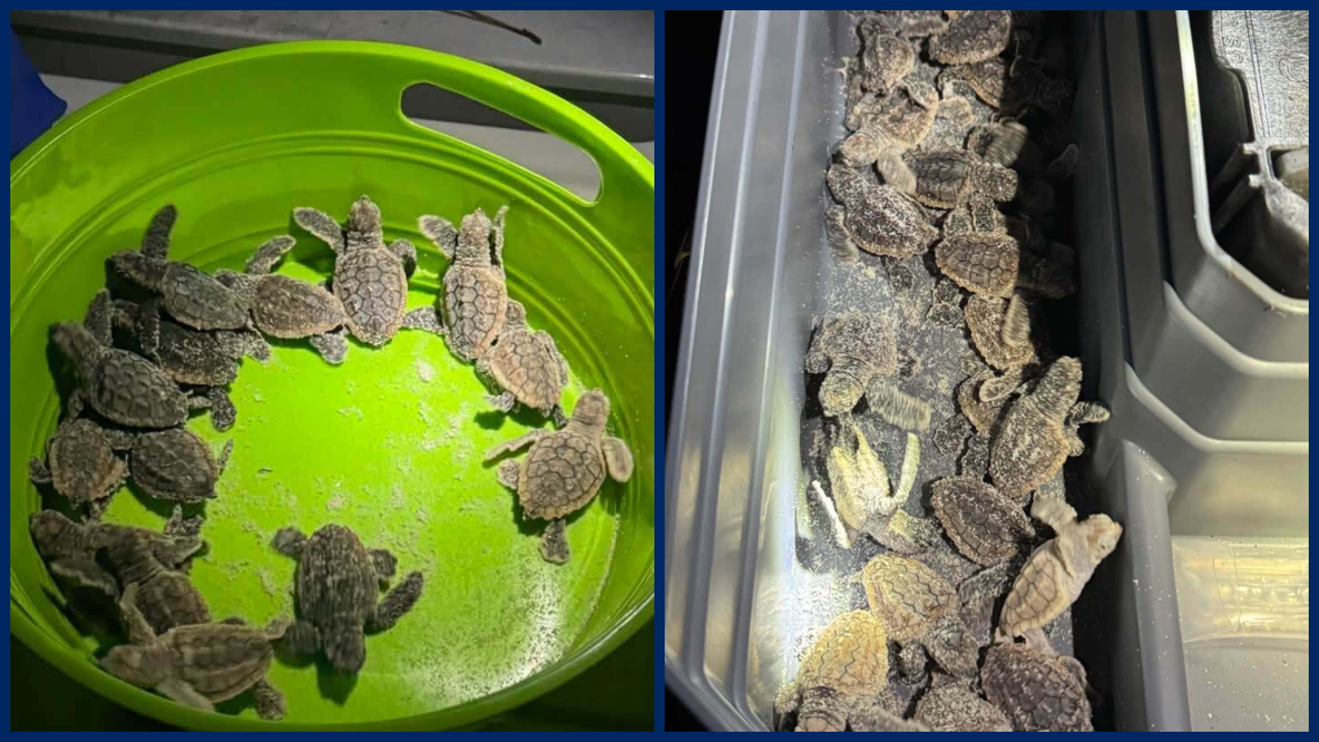 75 lost baby sea turtles rescued by Florida deputies