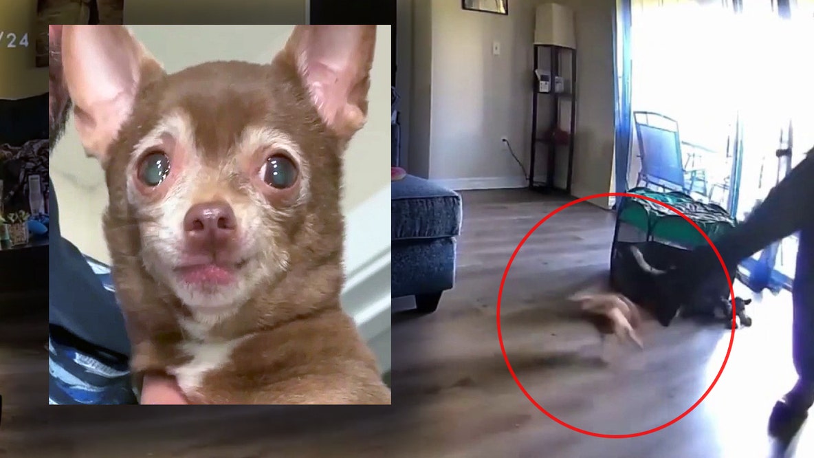 HVAC worker accused of kicking 5-pound Chihuahua unconscious in Sanford home