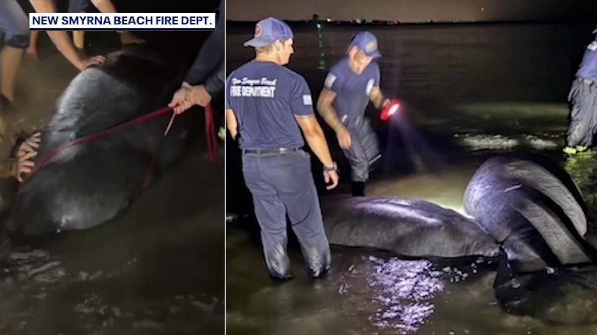 Firefighters help stranded manatees back into water, prompting response from FWC