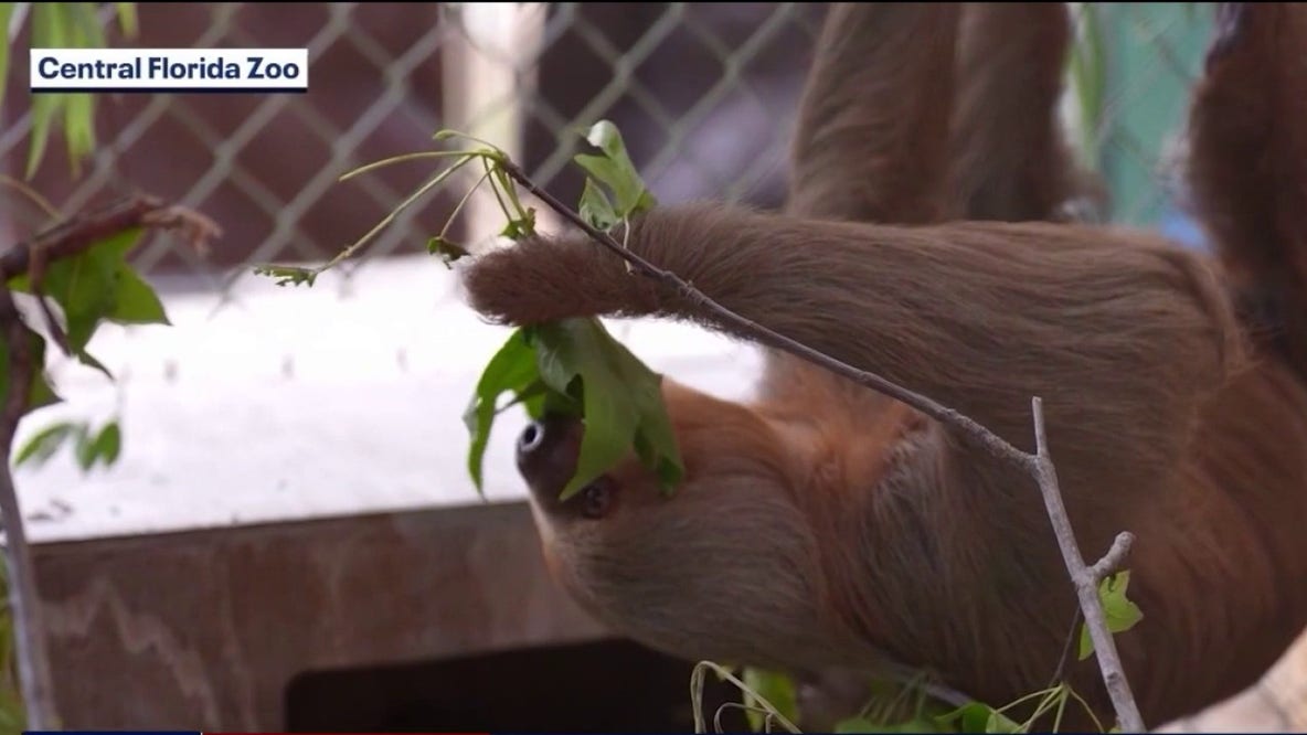 Sloth World investigation closed without charges as calls for change grow