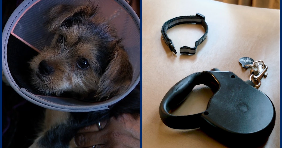 Loose dog attacks 3-month-old Yorkie pup in Orlando neighborhood: 'It started charging us'
