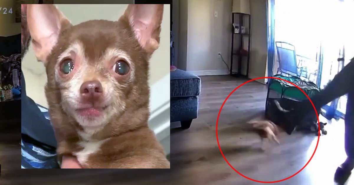 Florida HVAC worker accused of kicking 5-pound Chihuahua unconscious at Sanford home, police say