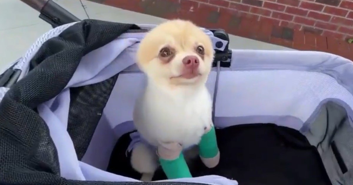 Puppy left with 2 broken legs after DeLand dog attack, owner says
