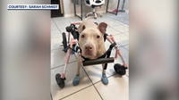 Rescue: New wheelchair donated to help Florida pit bull pup