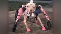Dog with special needs and in hospice care has wheelchair stolen from Florida rescue: Police