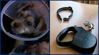 Loose dog attacks 3-month-old Yorkie pup in Orlando neighborhood: 'It started charging us'
