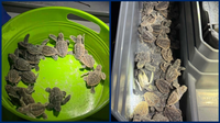 75 lost baby sea turtles rescued by Florida deputies