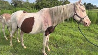 14 horses rescued from Lake County property where 85 dogs were removed
