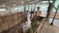 Brevard Zoo expecting two giraffe calves