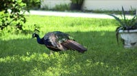 Peacocks plague Casselberry neighborhood; residents asking for ordinance overhaul