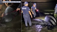 Firefighters help stranded manatees back into water, prompting response from FWC