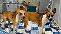 85 dogs, 11 horses rescued from Lake County property suspected as puppy mill