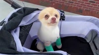 Puppy left with 2 broken legs after DeLand dog attack, owner says