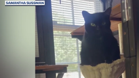 Tracy the cat reunites with owner after being found 2 years later across state line