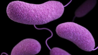 Florida reports 2nd 'flesh-eating' bacteria death of 2026 as cases reach 14