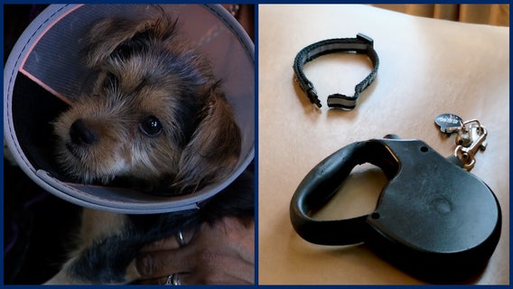 Loose dog attacks 3-month-old Yorkie pup in Orlando neighborhood: 'It started charging us'