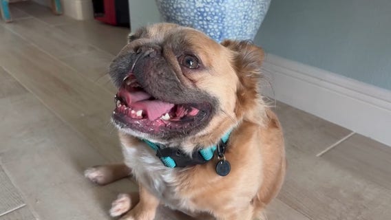 Hero pups save family from overnight house fire in Palm Bay: 'Just very thankful'