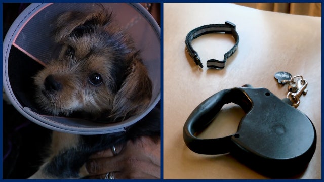 Loose dog attacks 3-month-old Yorkie pup in Orlando neighborhood: 'It started charging us'