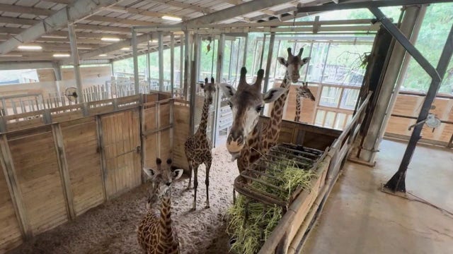 Brevard Zoo expecting two giraffe calves