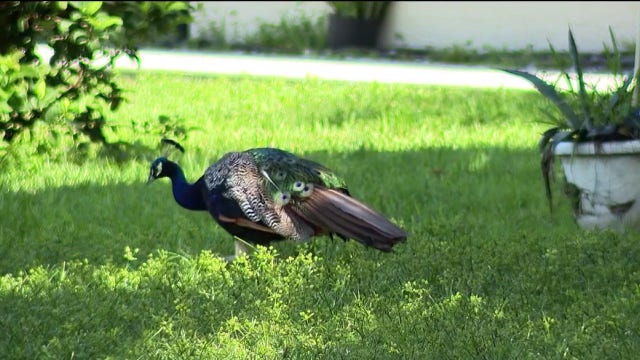 Peacocks plague Casselberry neighborhood; residents asking for ordinance overhaul