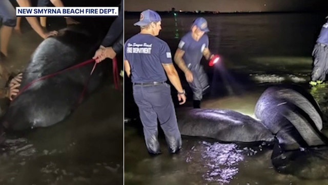 Firefighters help stranded manatees back into water, prompting response from FWC