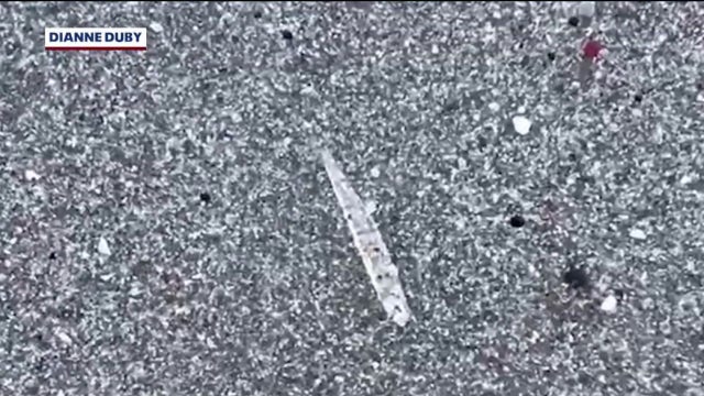 Mystery on the Space Coast: What are these clear ‘jumping sticks’ on the beach?