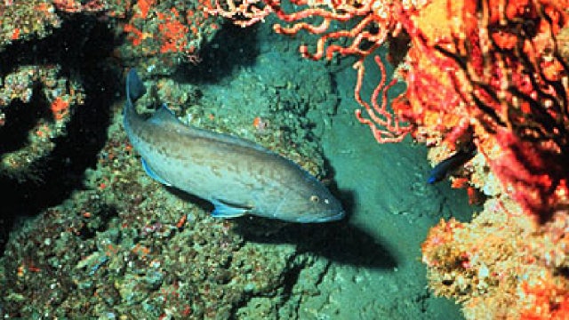 FWC sets 2026 Gulf gag grouper recreational fishing season dates