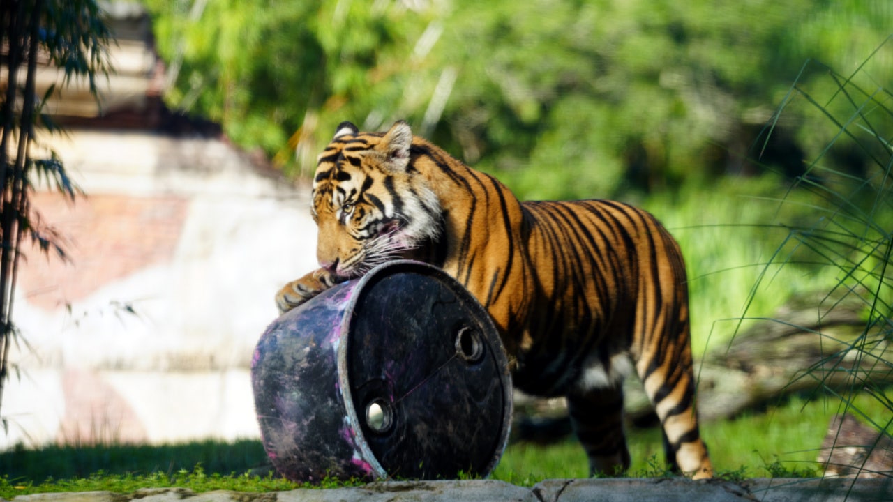 Bakso the tiger to leave Disney's Animal Kingdom this fall