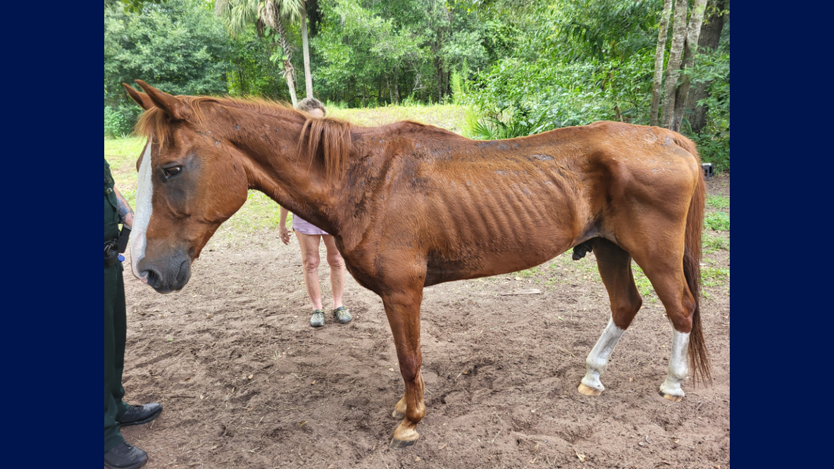 Man arrested after 27-year-old horse found starving, officials say