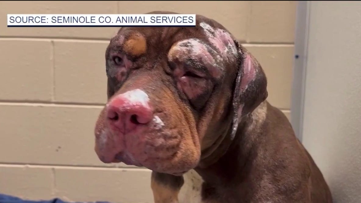 Man accused of setting house fire that killed dogs, injured others ordered held without bond