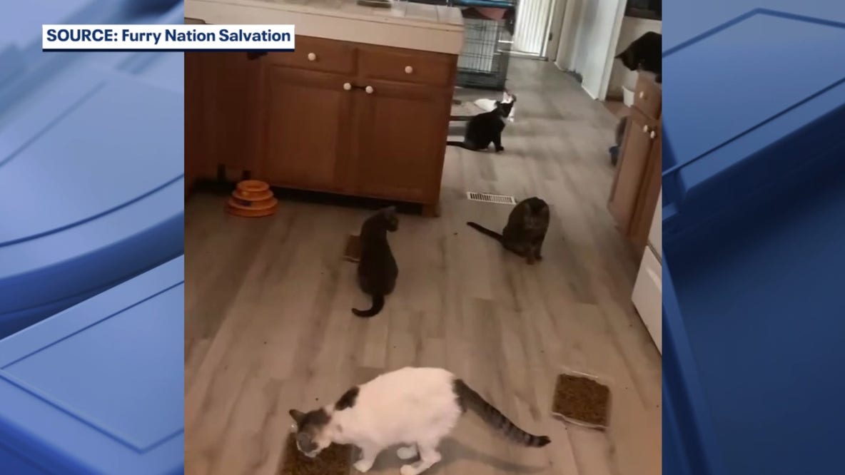Dozens of cats seek homes after Port Orange rescuer dies from terminal cancer