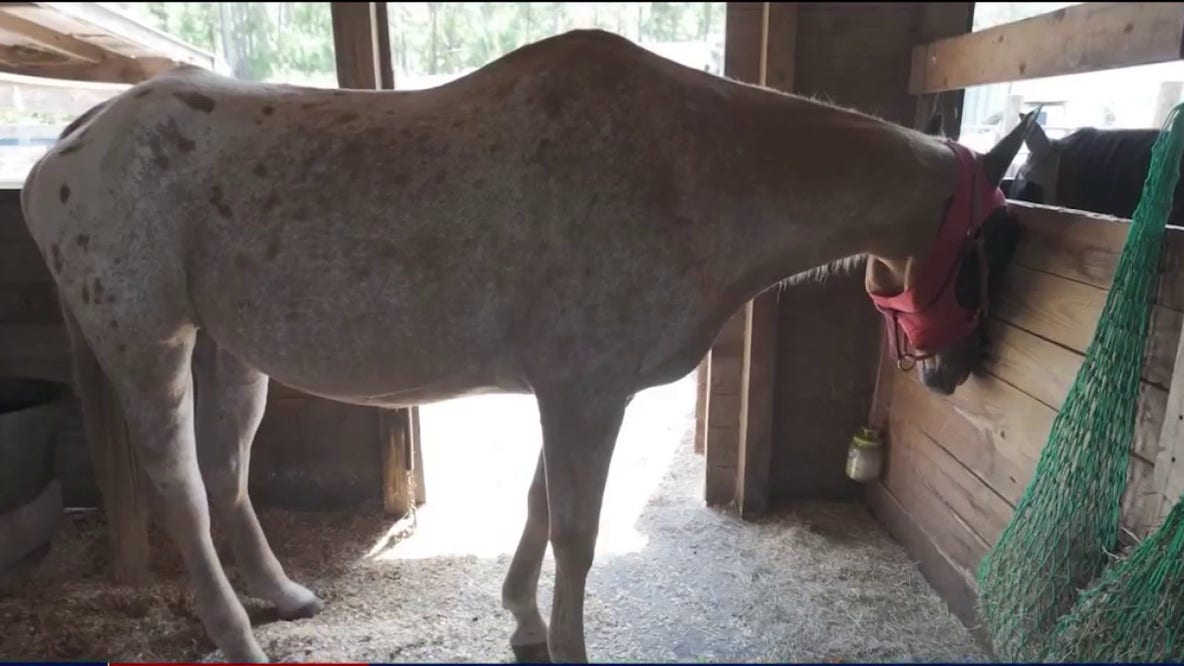 Stabbed senior horse makes remarkable recovery at Malabar rescue: 'He’s just a lover'