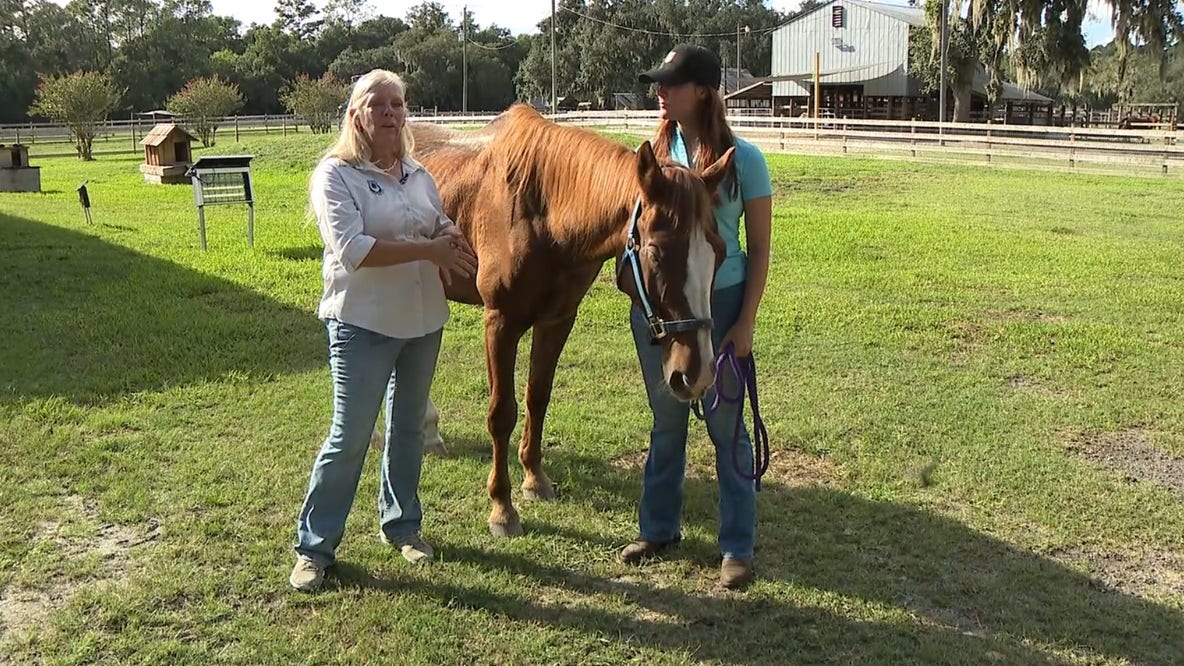 Rescued horse recovering after alleged neglect in Flagler County