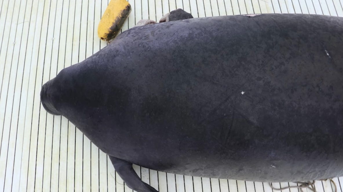 Manatee in Indian River Lagoon rescued after being caught in crab trap
