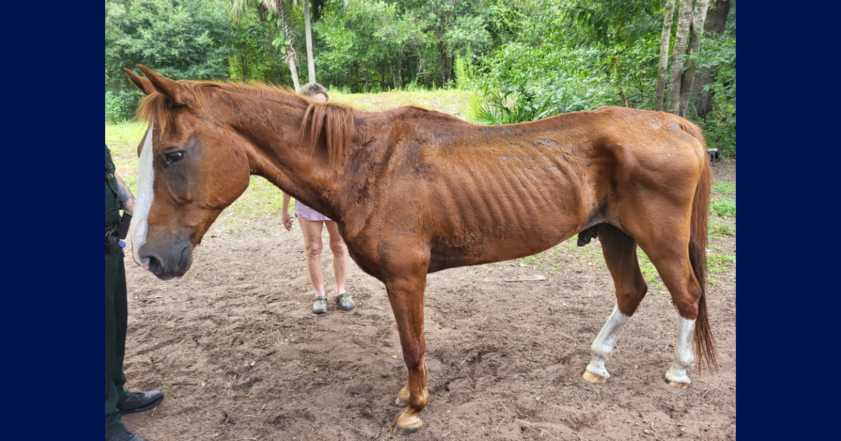 Bunnell Man Arrested on Animal Cruelty Charge