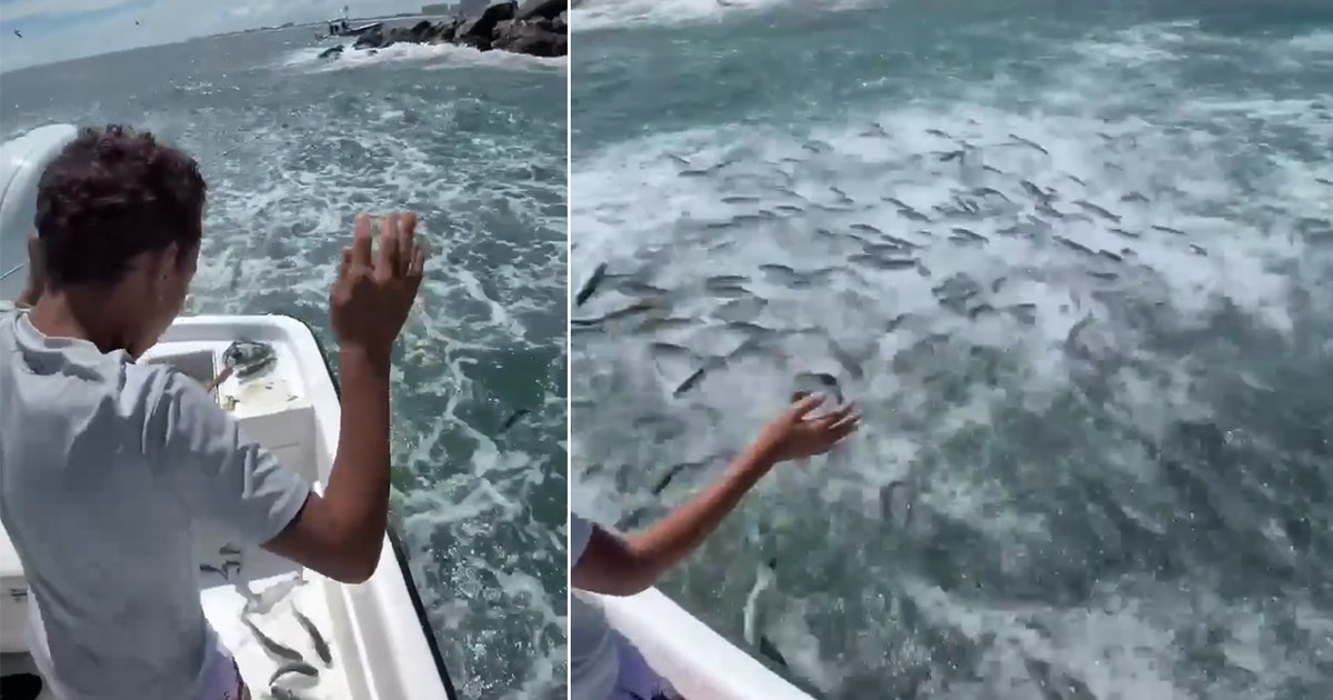 Why millions of leaping fish are jumping into Florida boats
