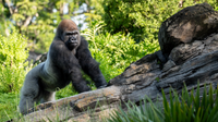 Meet Bakari, Disney's new silverback gorilla at Animal Kingdom