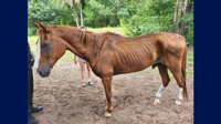 Man arrested after 27-year-old horse found starving, officials say