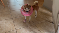 ‘It’s heartbreaking’: Florida dog attack leaves pet facing possible paw amputation