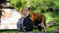 Bakso the tiger to leave Disney's Animal Kingdom this fall