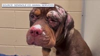 Man accused of setting house fire that killed dogs, injured others ordered held without bond