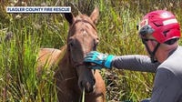 Horses rescued after becoming trapped neck-deep in mud during Flagler County training